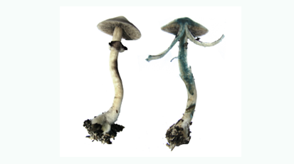 博亿国际 //www.mushroommarket.net/file/upload/202004/28/14-05-03-45-283825.png